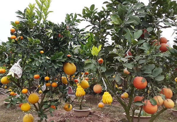 Le Duc Giap  -ជន១រូបដែលបានបង្កើតដើមឈើមានផ្លែ ៥ប្រភេទ។